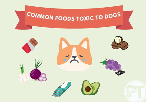 Common Foods Toxic to Dogs