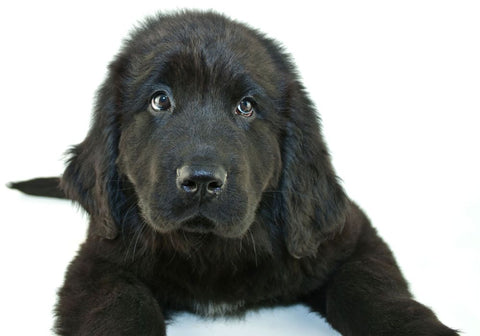 Confused Black Labrador Puppy