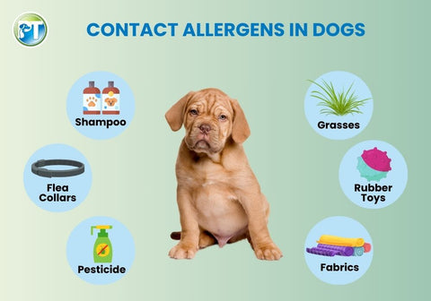 Contact Allergens in Dogs