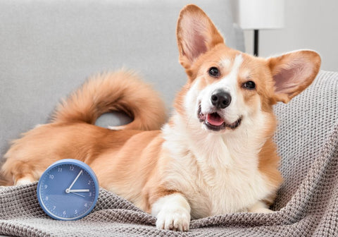 Corgi Lying on Blanket with Clock