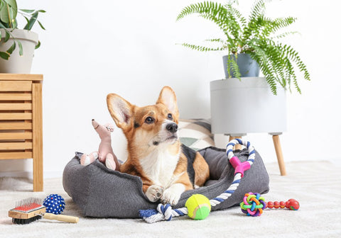 Corgi on Its Bed Surrounded with Toys