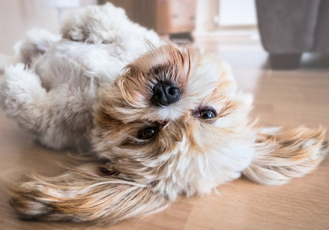 Cute Dog Lying on the Floor