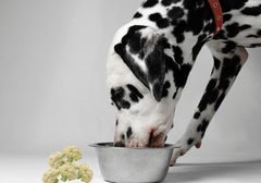 Dalmatian Eating from Metal Bowl Next to Cauliflower Florets