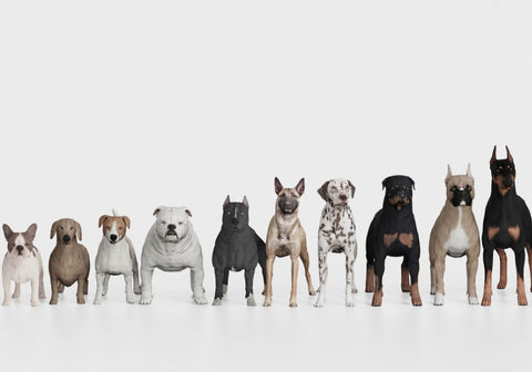 Different Dog Breeds and Sizes