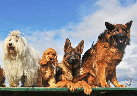 Different Dog Breeds with Varying Sizes Lined Up