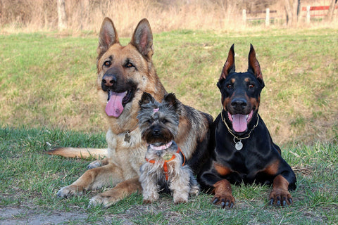 Different Dog Breeds and Sizes Lying Together in Yard