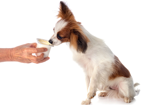 Brown and White Dog Being Fed Yogurt from Cup