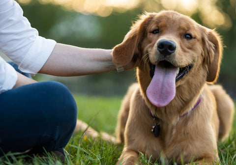 Dog Being Petted with Relaxed Ears