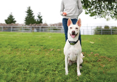 Dog and Handler for Bark Collar Training