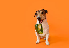 Dog Biting Big Green Bell Pepper on Orange Background