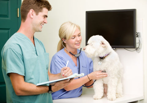 Dog Check-up at Vet Clinic