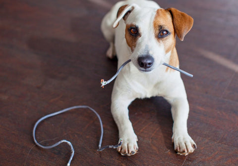 Dog Chewing the Wires