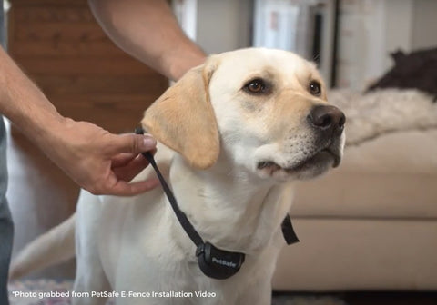 Dog Collar Introduction