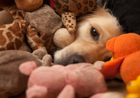 Dog Covered with Stuffed Toys