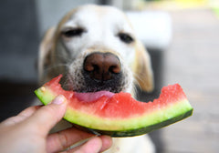 Dog Eating a Slice of Watermelon