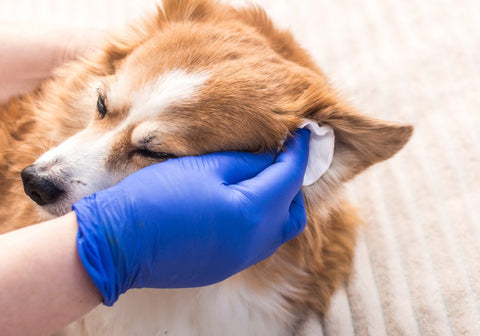 Dog Getting One's Ears Cleaned Using a Cotton Pad