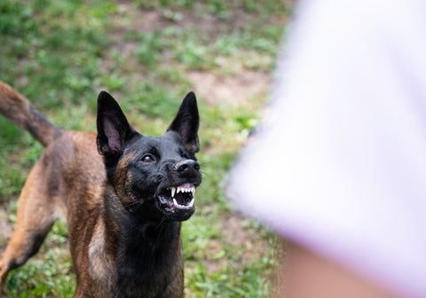 Dog Growling at Man