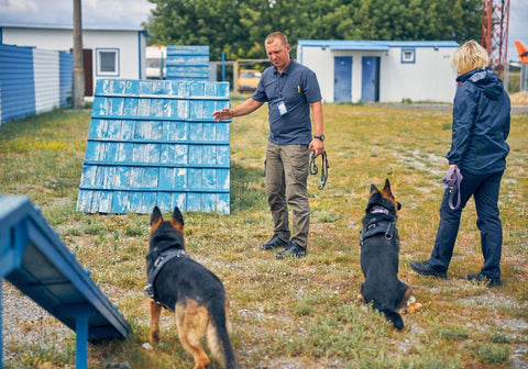 Dog Handlers Training Two German Shepherds