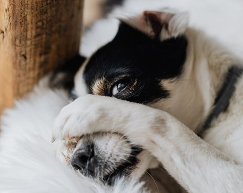 Dog Hiding Behind Paw