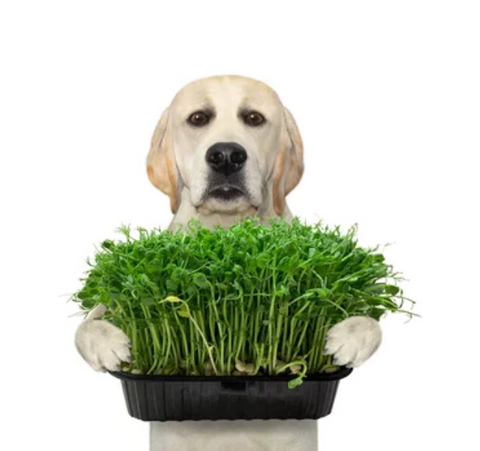 Labrador Holding a Pot of Greens