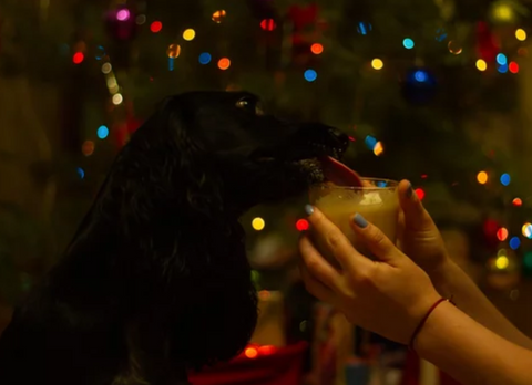 Dog Licking Eggnog from Cup with Festive Fairy Lights in Background