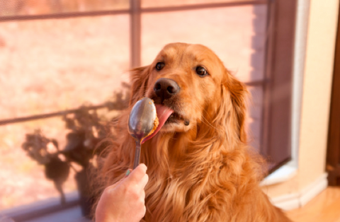 Labrador Retriever Licking Spoon of Peanut Butter