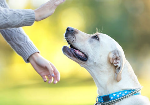 Dog Looking Up at Human Palm Held Out