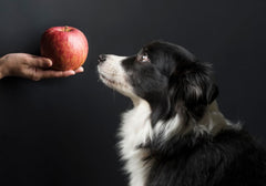 Dog Looking at Apple