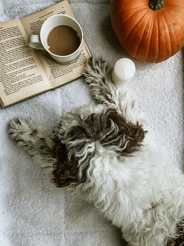 Shih Tzu Lying on Floor with Open Book and Coffee Cup
