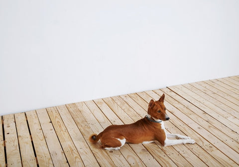 Dog Lying on Wooden Floor