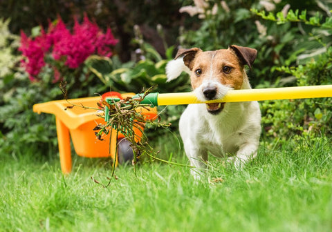 Dog Nipping a Rake in the Garden