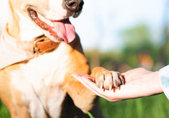 Dog Paw in Human Hand