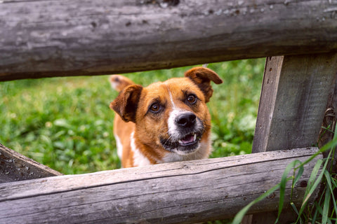 Dog peeking Through Wood Fence