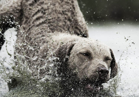 Dog Playing in the Water