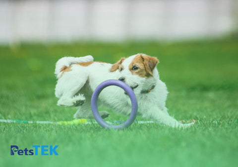 Dog Playing with Small Violet Hoop