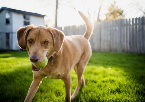 Dog Playing with Tennis Ball