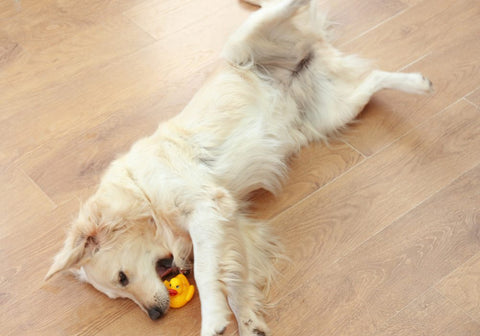 Dog Playing with a Yellow Duck Toy