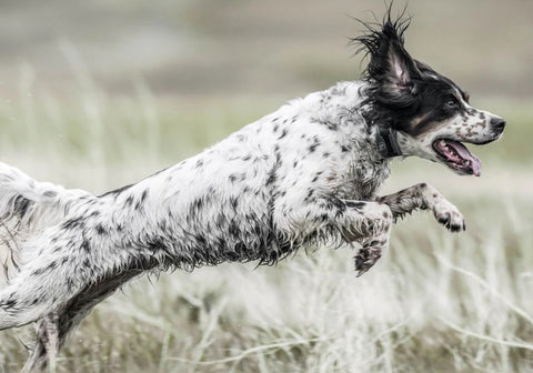 Dog Running Back to Handler