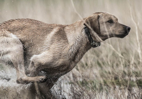 Dog Running on Wetland