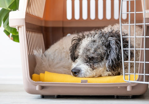 Dog Sleeping Inside a Travel Pet Carrier