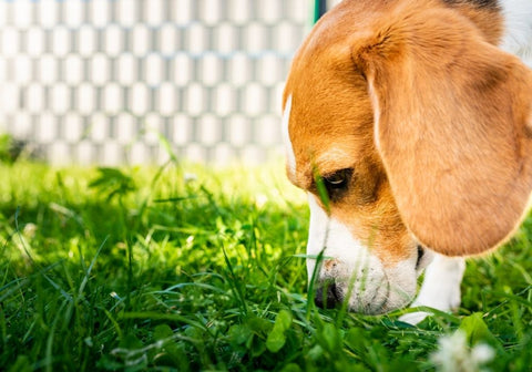 Dog Sniffing Grass