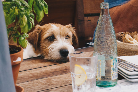 White Dog Staring Sadly at Bottle of Alcohol