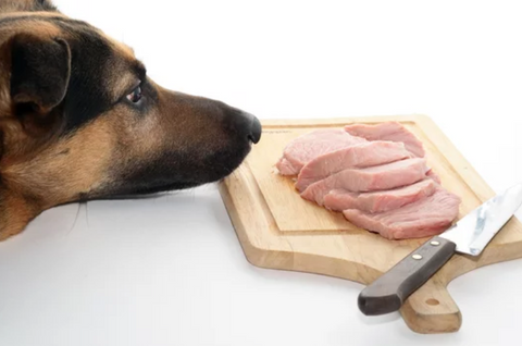 Dog Staring at Tray of Ham