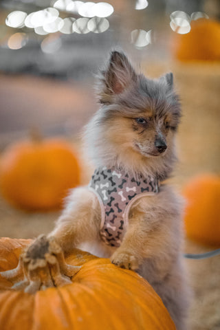 Hairy Dog Standing Beside a Pumpkin