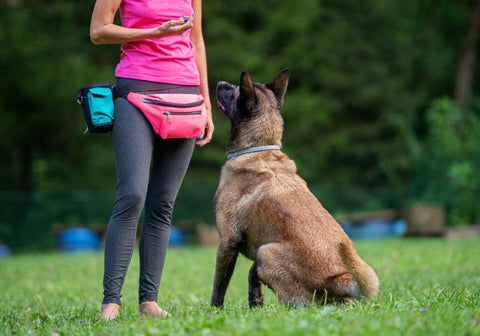 Dog Trainer with a Belgian Malinois in the Park