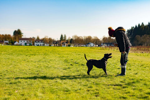 Dog Training in Open Field