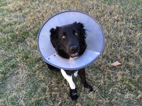 Dog Wearing Cone of Shame