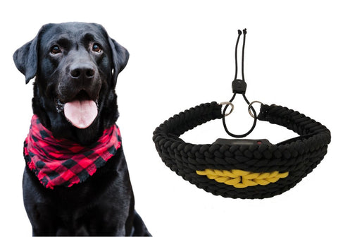 Dog Wearing a Bandana with E-Collar Concealment Collar on Its Side