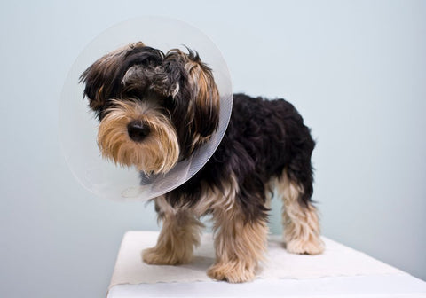 Dog Wearing a Cone Standing on Table
