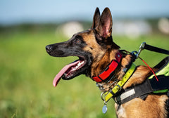 Dog Wearing an E-Collar, Prong Collar, and Standard Collar